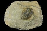Spiny Scabriscutellum Trilobite With Bite - Foum Zguid, Morocco #171024-1